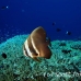batfish_longfin_is_h_0705_png0970.jpg